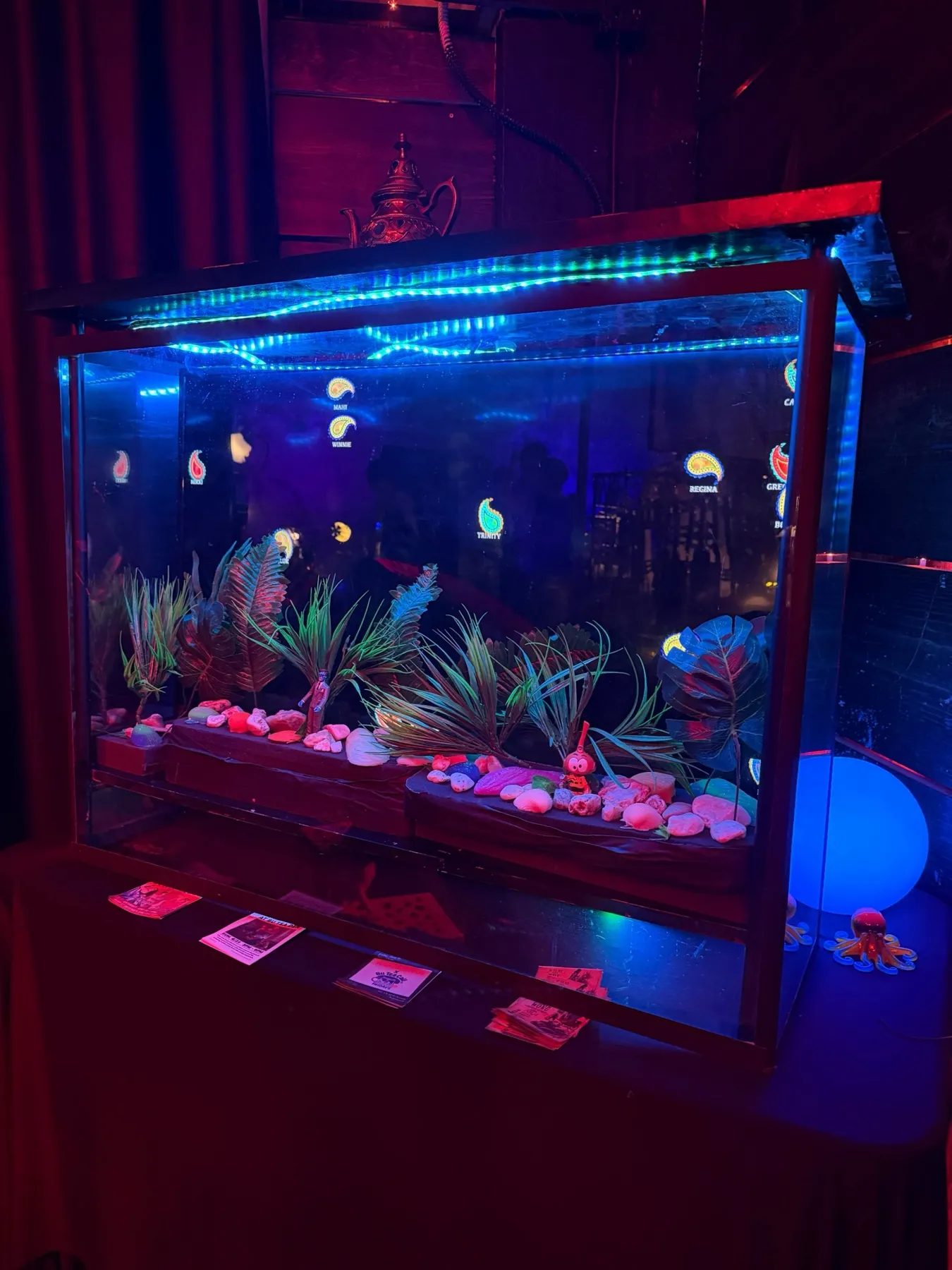 Paisleys swimming in a fish tank made from a TV, plexi, lights, plants and stones